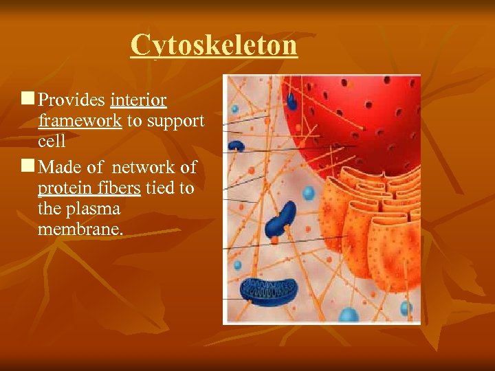 Cytoskeleton n Provides interior framework to support cell n Made of network of protein