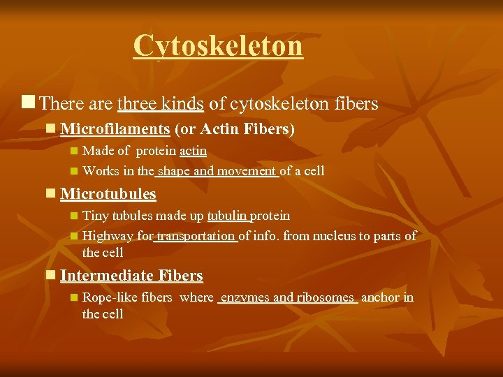Cytoskeleton n There are three kinds of cytoskeleton fibers n Microfilaments (or Actin Fibers)