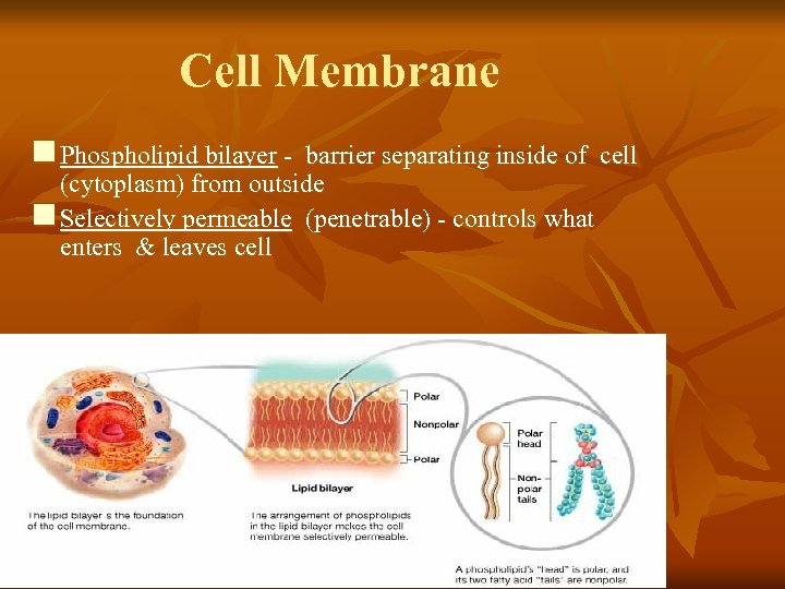 Cell Membrane n Phospholipid bilayer - barrier separating inside of cell (cytoplasm) from outside
