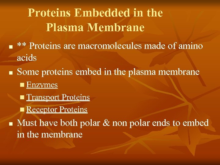 Proteins Embedded in the Plasma Membrane n n ** Proteins are macromolecules made of