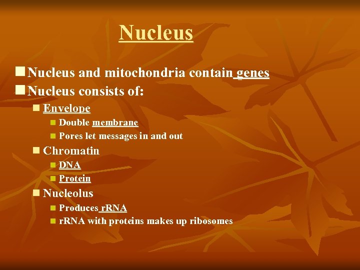 Nucleus n Nucleus and mitochondria contain genes n Nucleus consists of: n Envelope n