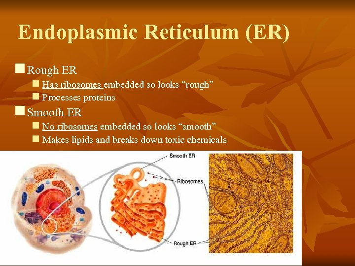 Endoplasmic Reticulum (ER) n Rough ER n Has ribosomes embedded so looks “rough” n