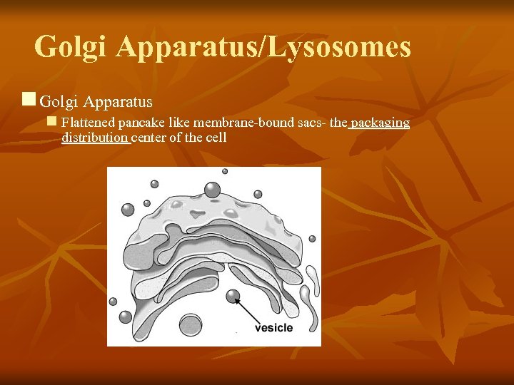 Golgi Apparatus/Lysosomes n Golgi Apparatus n Flattened pancake like membrane-bound sacs- the packaging distribution