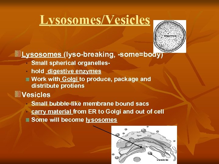 Lysosomes/Vesicles Lysosomes (lyso-breaking, -some=body) • Small spherical organelles • hold digestive enzymes Work with