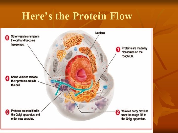 Here’s the Protein Flow 