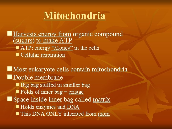 Mitochondria n Harvests energy from organic compound (sugars) to make ATP n ATP: energy