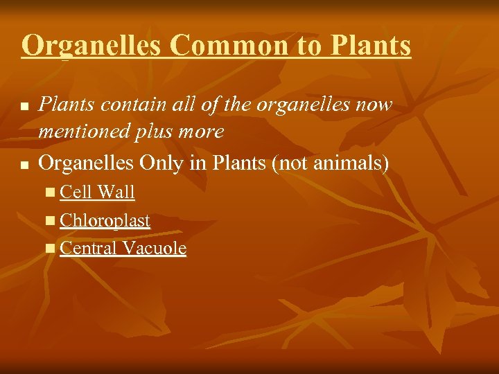 Organelles Common to Plants n n Plants contain all of the organelles now mentioned