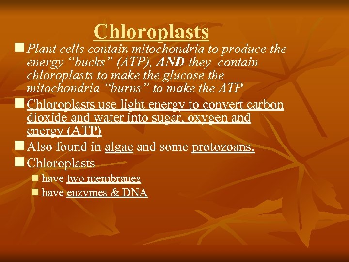 Chloroplasts n Plant cells contain mitochondria to produce the energy “bucks” (ATP), AND they