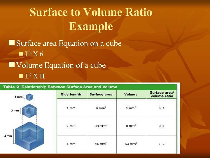 Surface to Volume Ratio Example n Surface area Equation on a cube n L