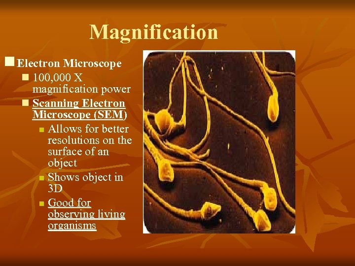 Magnification n Electron Microscope n 100, 000 X magnification power n Scanning Electron Microscope