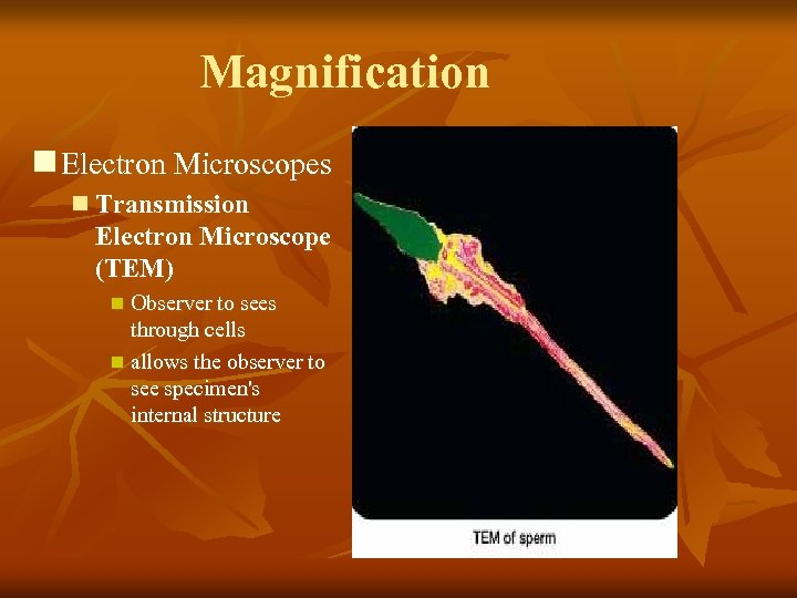 Magnification n Electron Microscopes n Transmission Electron Microscope (TEM) n Observer to sees through