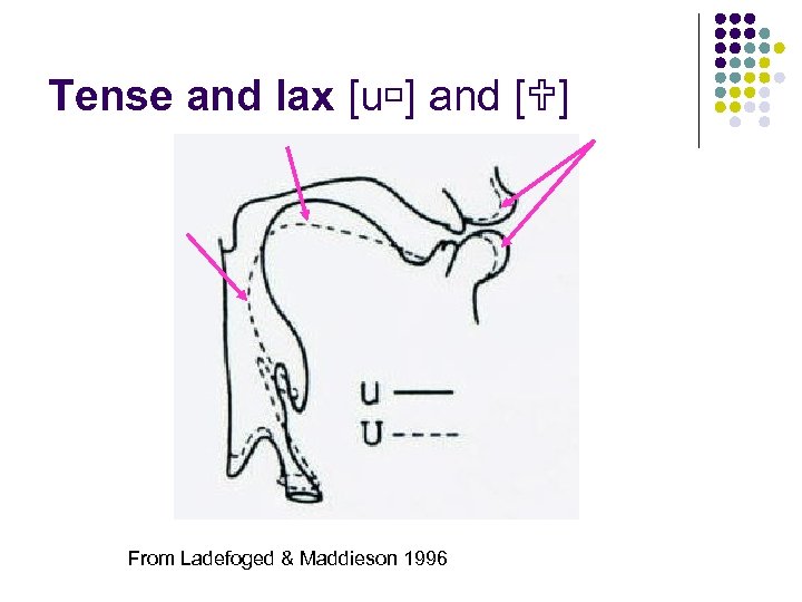 Tense and lax [u ] and [ ] From Ladefoged & Maddieson 1996 