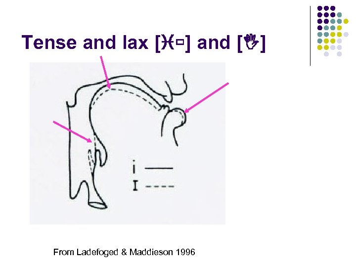 Tense and lax [i ] and [ ] From Ladefoged & Maddieson 1996 
