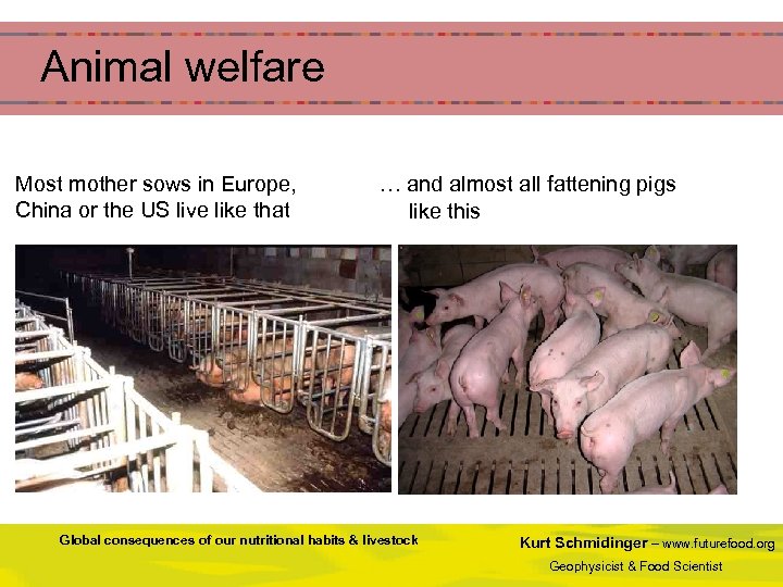 Animal welfare Most mother sows in Europe, China or the US live like that
