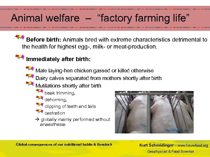  Animal welfare – “factory farming life” Before birth: Animals bred with extreme characteristics