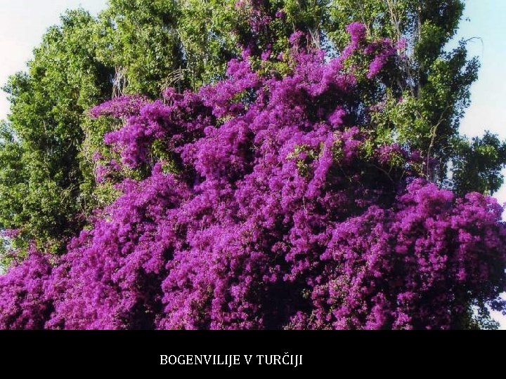BOGENVILIJE V TURČIJI 