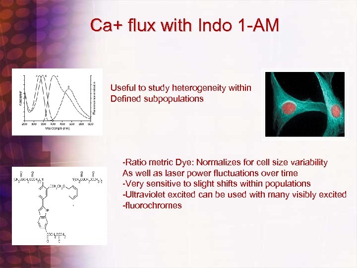 Ca+ flux with Indo 1 -AM Useful to study heterogeneity within Defined subpopulations -Ratio