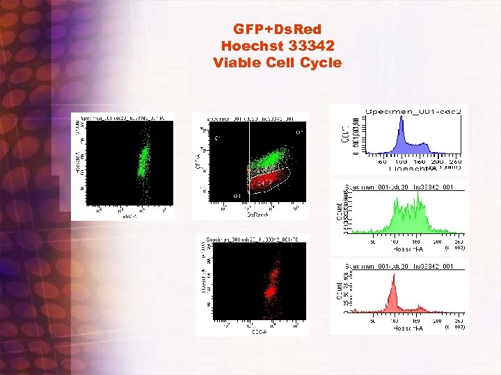 GFP+Ds. Red Hoechst 33342 Viable Cell Cycle 
