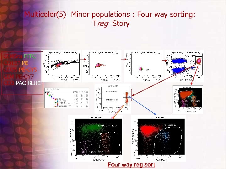 Multicolor(5) Minor populations : Four way sorting: Treg Story CD 45 ra FITC CD