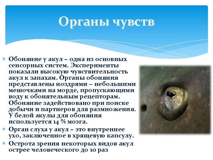 Органы чувств Обоняние у акул − одна из основных сенсорных систем. Эксперименты показали высокую