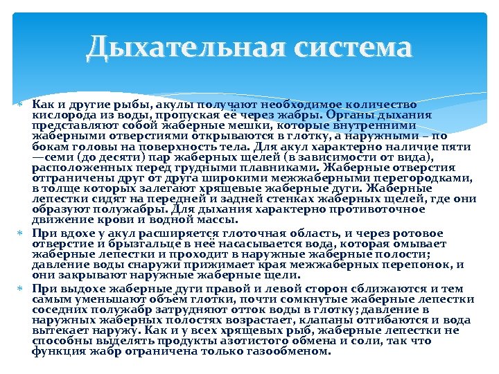 Дыхательная система Как и другие рыбы, акулы получают необходимое количество кислорода из воды, пропуская