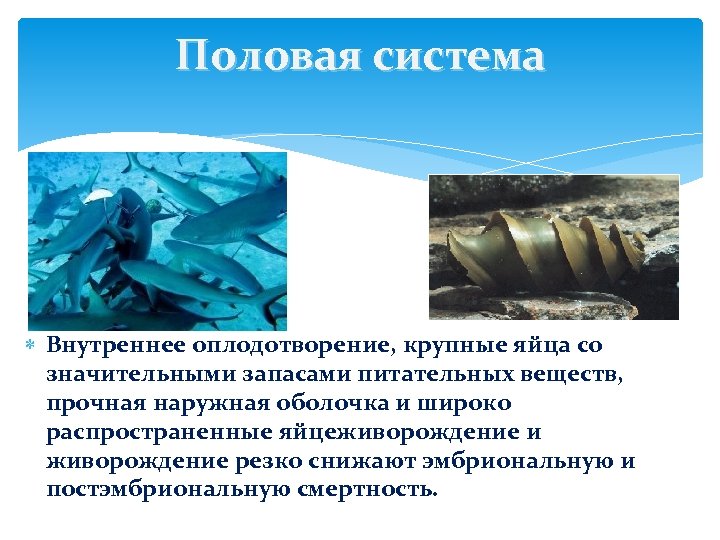 Половая система Внутреннее оплодотворение, крупные яйца со значительными запасами питательных веществ, прочная наружная оболочка