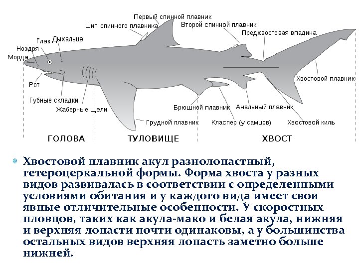  Хвостовой плавник акул разнолопастный, гетероцеркальной формы. Форма хвоста у разных видов развивалась в