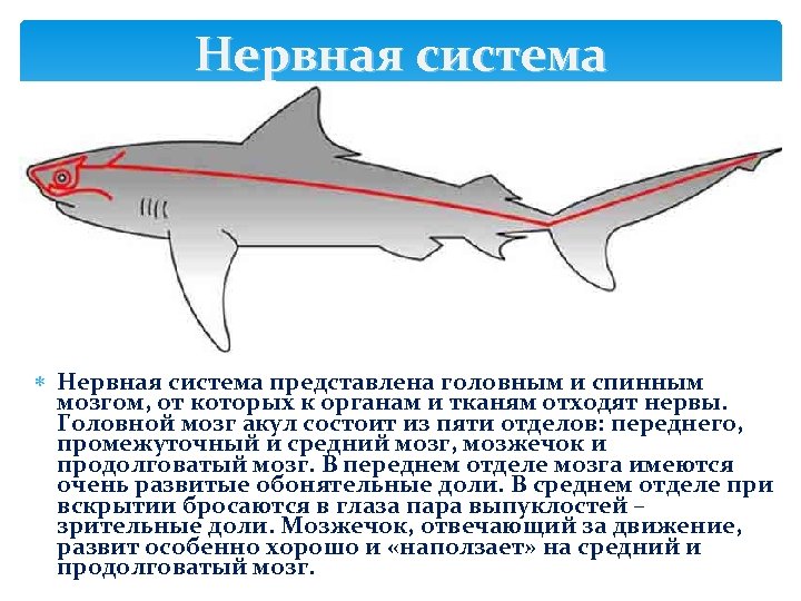 Нервная система представлена головным и спинным мозгом, от которых к органам и тканям отходят