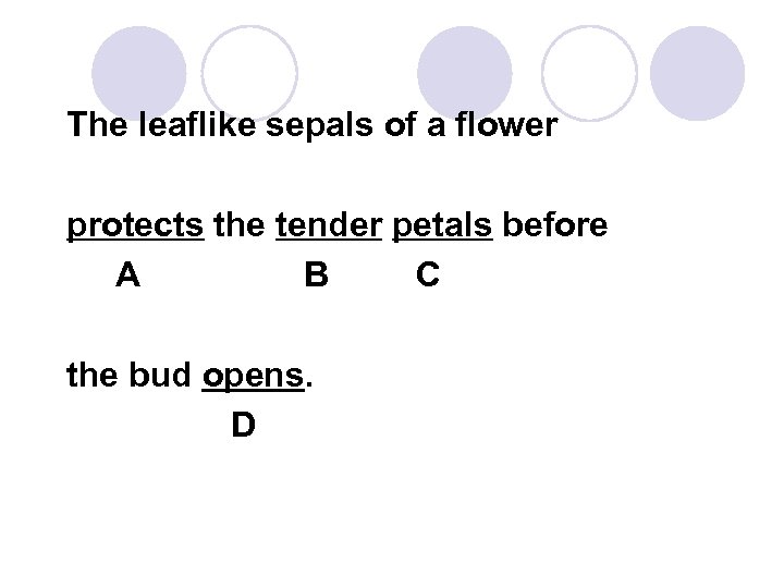 The leaflike sepals of a flower protects the tender petals before A B C