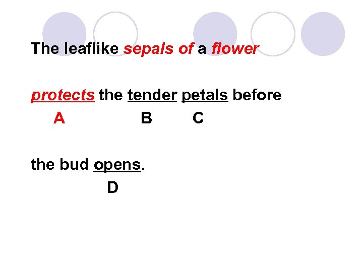 The leaflike sepals of a flower protects the tender petals before A B C