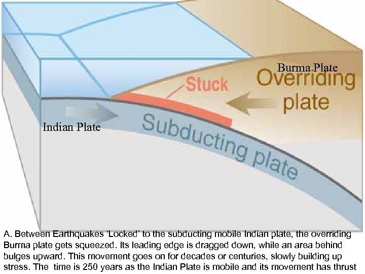 Burma Plate Indian Plate A. Between Earthquakes ‘Locked’ to the subducting mobile Indian plate,