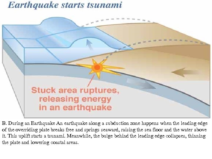 B. During an Earthquake An earthquake along a subduction zone happens when the leading