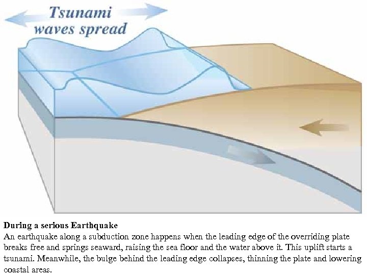 During a serious Earthquake An earthquake along a subduction zone happens when the leading