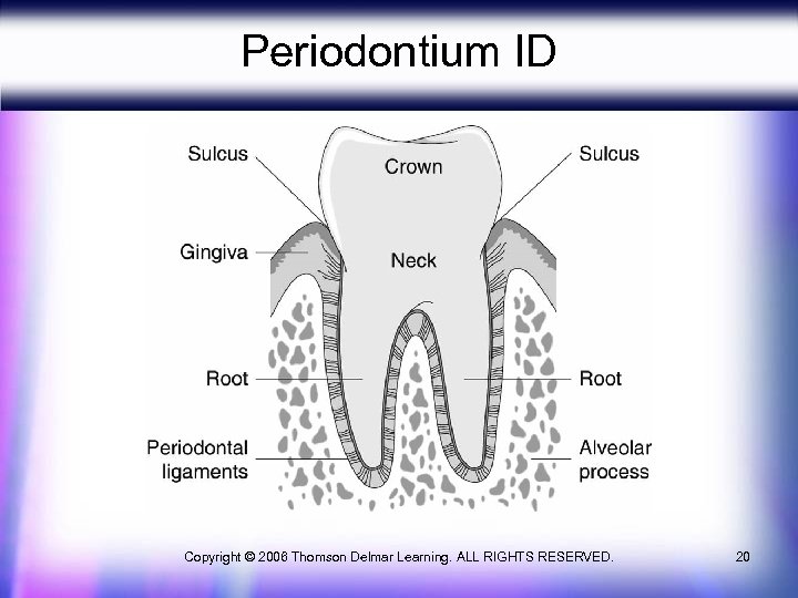 investing layer of periodontium images
