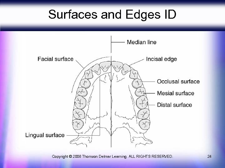 Surfaces and Edges ID Copyright © 2006 Thomson Delmar Learning. ALL RIGHTS RESERVED. 24