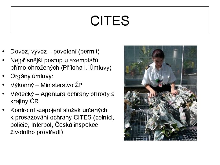CITES • Dovoz, vývoz – povolení (permit) • Nejpřísnější postup u exemplářů přímo ohrožených