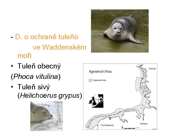 - D. o ochraně tuleňů ve Waddenském moři • Tuleň obecný (Phoca vitulina) •