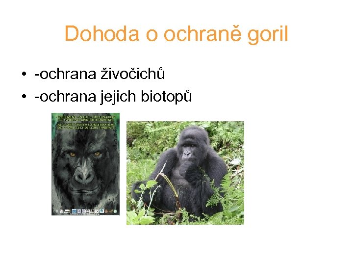 Dohoda o ochraně goril • -ochrana živočichů • -ochrana jejich biotopů 