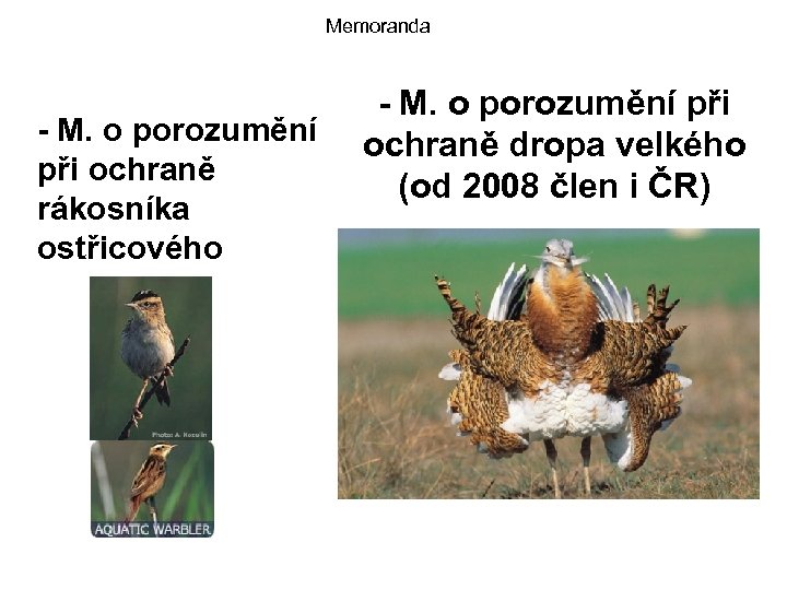 Memoranda - M. o porozumění při ochraně rákosníka ostřicového - M. o porozumění při