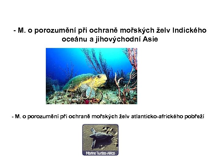 - M. o porozumění při ochraně mořských želv Indického oceánu a jihovýchodní Asie -