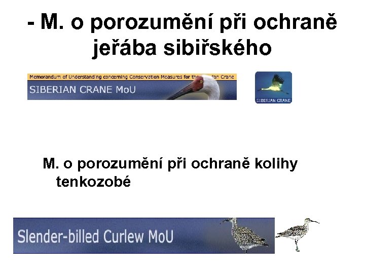 - M. o porozumění při ochraně jeřába sibiřského - M. o porozumění při ochraně