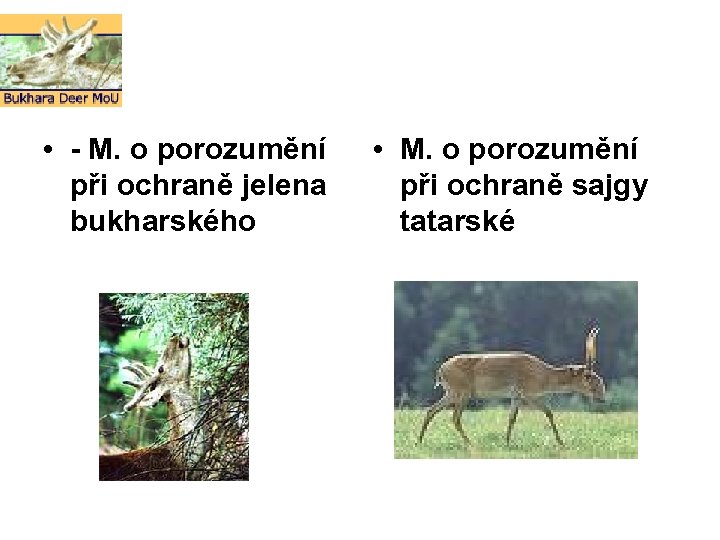 • - M. o porozumění při ochraně jelena bukharského • M. o porozumění