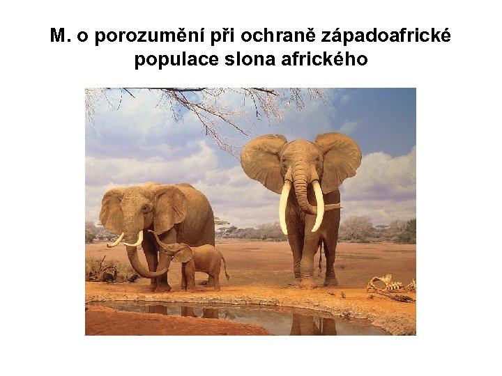 M. o porozumění při ochraně západoafrické populace slona afrického 