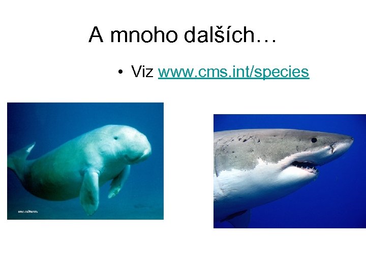 A mnoho dalších… • Viz www. cms. int/species 