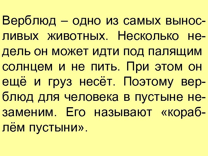Верблюд – одно из самых выносливых животных. Несколько недель он может идти под палящим