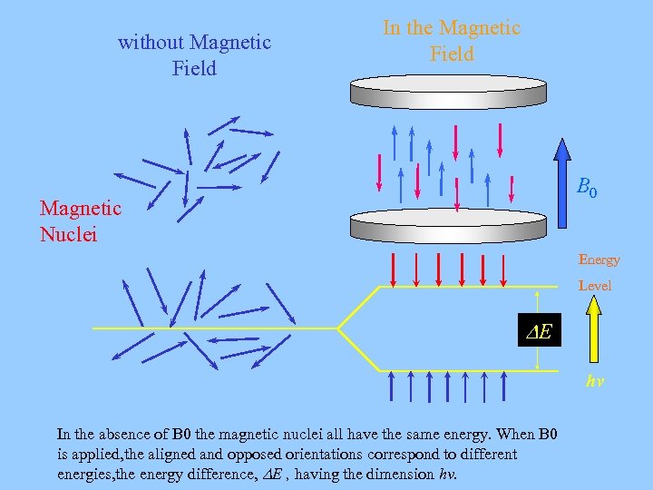 without Magnetic　 Field In the Magnetic Field B 0 Magnetic Nuclei Energy Level E