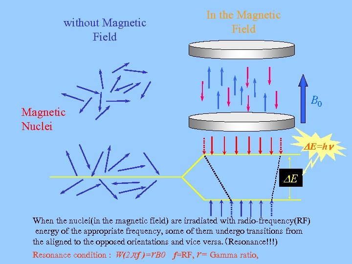 without Magnetic　 Field In the Magnetic Field B 0 Magnetic Nuclei E=h E When