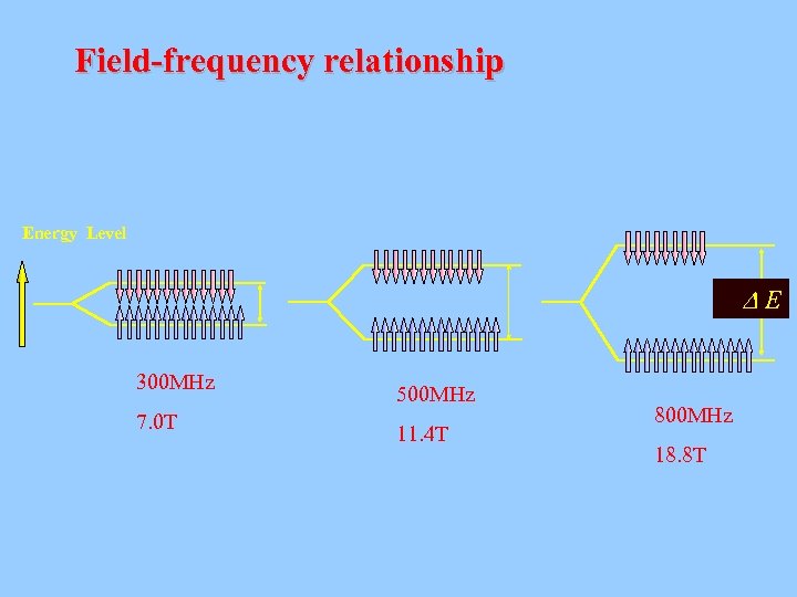 Field-frequency relationship Energy Level E 300 MHz 7. 0 T 500 MHz 11. 4