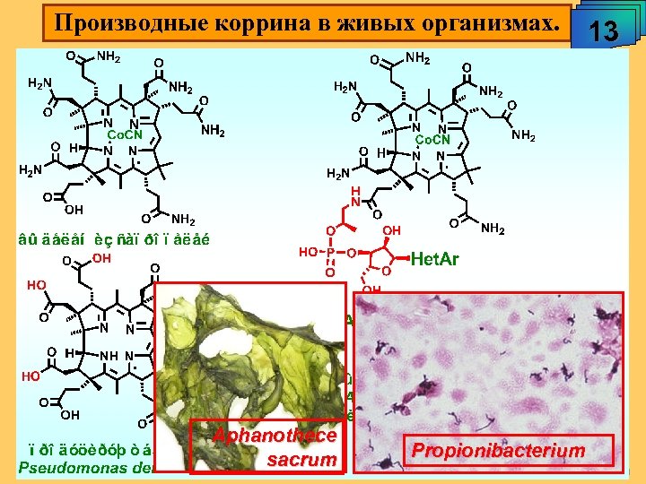 Производные коррина в живых организмах. Аphanothece sacrum 13 Propionibacterium А. М. Чибиряев "Биологически активные