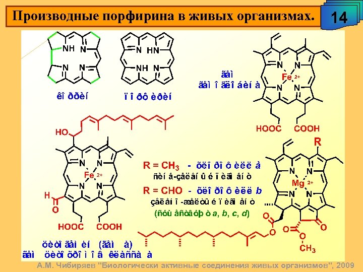 Производные порфирина в живых организмах. 14 А. М. Чибиряев "Биологически активные соединения живых организмов",